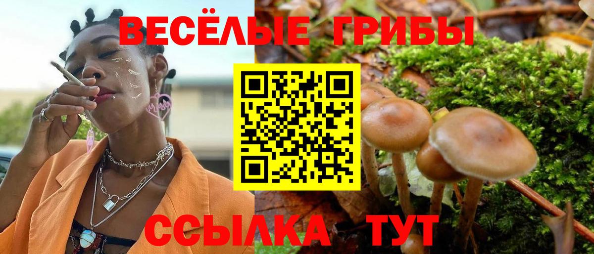 Псилоцибиновые грибы Psilocybe Коломна